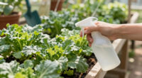 6 Pests To Guard Against In July – Nip Them In The Bud Before They Ruin Your Garden