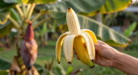 Bananas Sprout In Rayleigh Garden UK After 15 Years