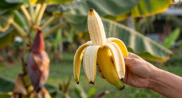 Bananas Sprout In Rayleigh Garden UK After 15 Years