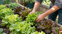 Grow Tasty Lettuce Even in the Heat of Summer – 6 Heat-Tolerant Varieties and Expert Tricks Will Keep Harvests Coming All Summer