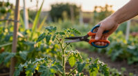 Save Your Sweaty Tomatoes by Snipping These 3 Leaves – Plus the Secret Skirt Trick That Keeps Them Healthy