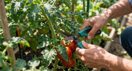 Save Your Sweaty Tomatoes By Snipping These 3 Leaves – Plus The Secret Skirt Trick That Keeps Them Healthy
