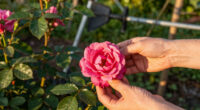 These 7 Gorgeous Thornless Roses Fill Your Yard With Lush Blooms And Dreamy Fragrance – And All Pain Free!