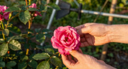 These 7 Gorgeous Thornless Roses Fill Your Yard With Lush Blooms And Dreamy Fragrance – And All Pain Free!