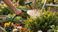 Why You Should Never Plant These 5 Shrubs In July – And The Gorgeous Alternatives You Need To Try Instead