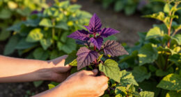 Why You Shouldn’t Plant Purple In The Shade – And Why You Need To Grow These 5 High Impact Plants Instead