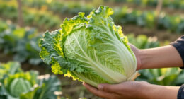 Growing Napa Cabbage (Aka Chinese Cabbage)