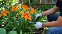 How To Get A Second Flush Of Flowers From Your Daylilies – Plus, This Easy Trick Keeps Plants Looking Fresh
