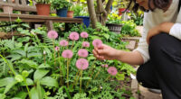 I Used To Hate Dandelions – Until I Discovered The Pretty Pink Version Designers Love