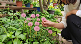 I Used To Hate Dandelions – Until I Discovered The Pretty Pink Version Designers Love