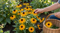 These Black-Eyed Susan Varieties Flower Even Longer Than Goldsturm For Bonny Blooms All Through Fall