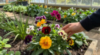 This Colorful Perennial Is Quietly Replacing Mums – It Blooms For Weeks Into Fall And Pollinators Love It