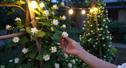Every Garden Needs One Plant That Smells Better At Night – 7 Fragrant Choices For Dreamy Evenings On The Patio