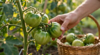 How To Ripen Green Tomatoes Before Frost Hits – Plus The One Trick To Skip