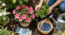 If Hydrangeas And Blueberries Thrive In Your Soil, Plant These 5 Acid-Lovers In September For Vibrant Blooms & Berries Next Year