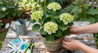 Is Your Hydrangea A Lazy Bloomer? 6 Easy September Fixes To Unlock A Gorgeous Comeback Next Year