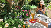 September Is The Best Month To Attract Hummingbirds – 5 Easy Ways To Bring More Tiny Travelers To Your Yard