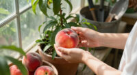 What’s Your Birth Month Fruit? Find Out What It Means – And Whether You Can Grow It