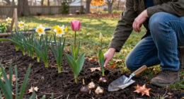 9 Deer-Resistant Bulbs To Plant This Fall For A Colorful Spring Garden