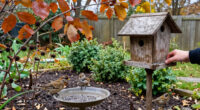 9 Ways To Attract More Birds To Your Yard This Fall—And Help Them Thrive