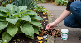 Hostas Need These 3 Things In October To Stop Destructive Slug Damage