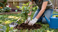 How To Plant Shrubs – 5 Simple Steps To Help Them Thrive For Years To Come