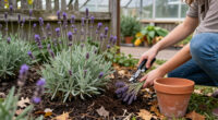 What To Do With Lavender In October – 5 Ways To Help It Survive Winter And Bloom Again Next Year