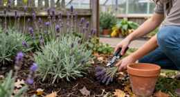 What To Do With Lavender In October – 5 Ways To Help It Survive Winter And Bloom Again Next Year
