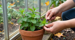 What To Do With Mint In October – 6 Essential Tricks For Healthy, Long-Lasting Plants