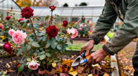 What Your Roses Need In October – 6 Things To Get Right For A Fabulous Flower Show Next Year